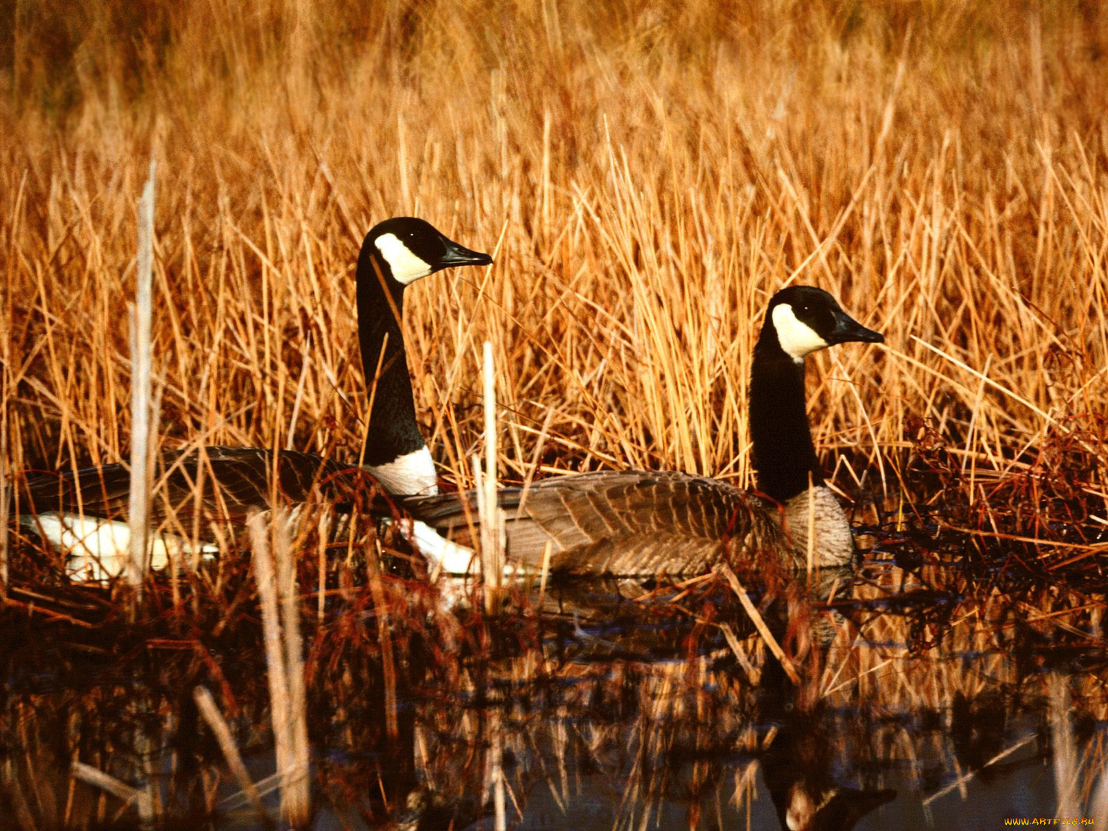 canadian, geese, seymour, indiana, , 